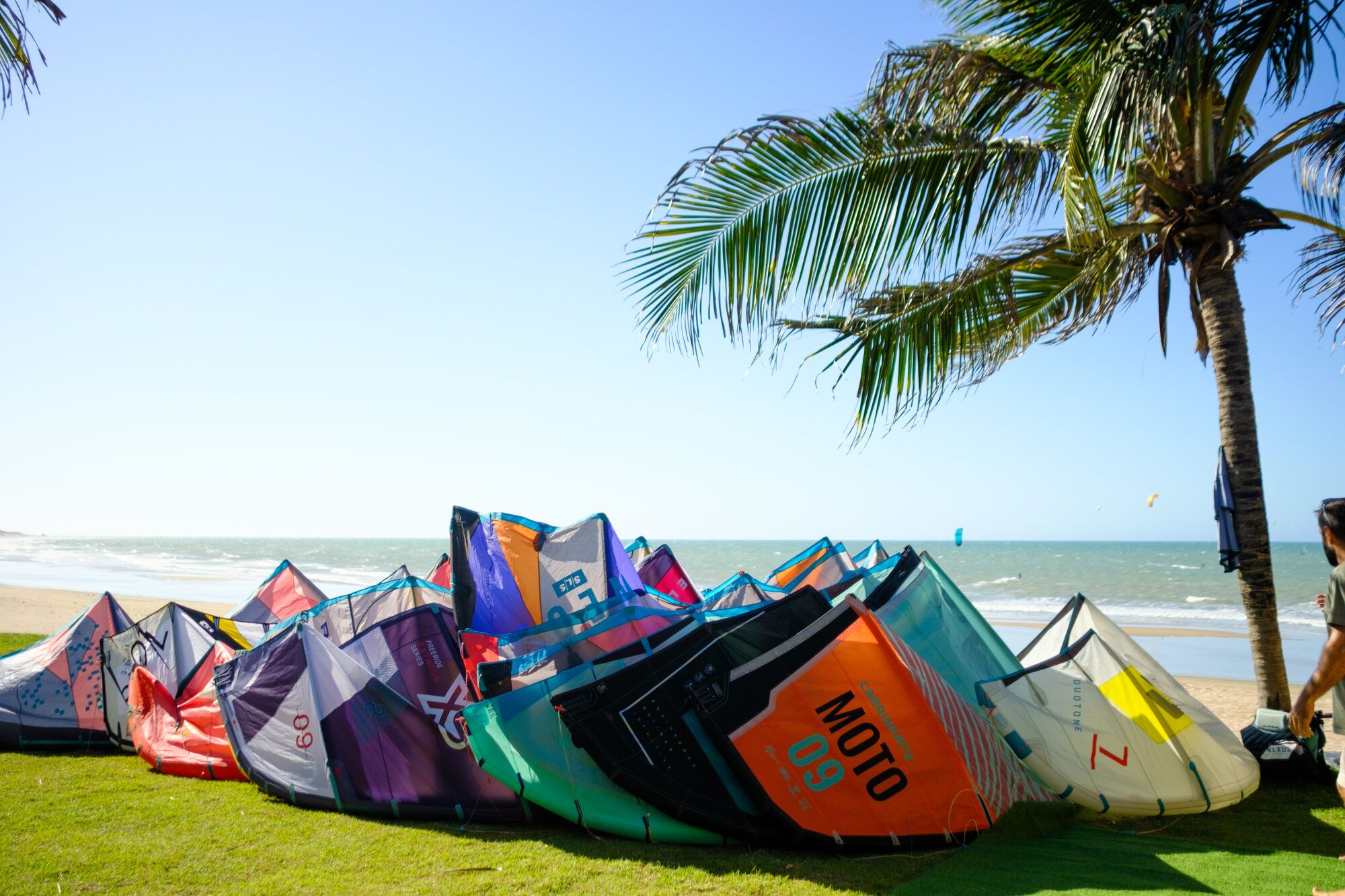 Des kites colorés posés sur l'herbe au bord de mer, un cocotier au premier plan.