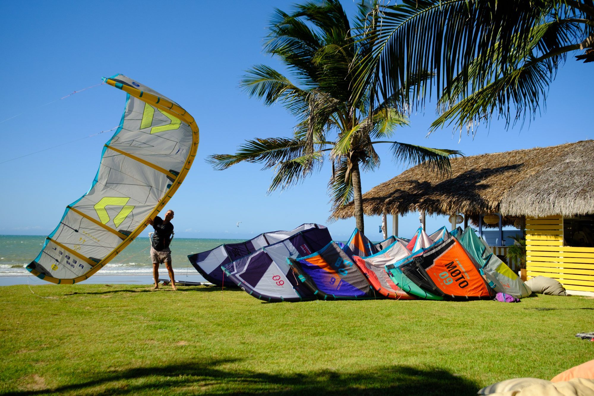 Una fila de cometas tendidas sobre el césped junto al mar, bajo una palmera.
